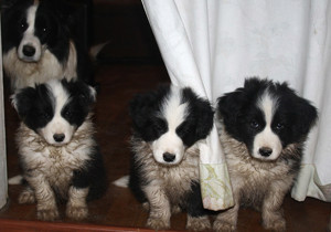 Breeder - Miss G Ingersoll