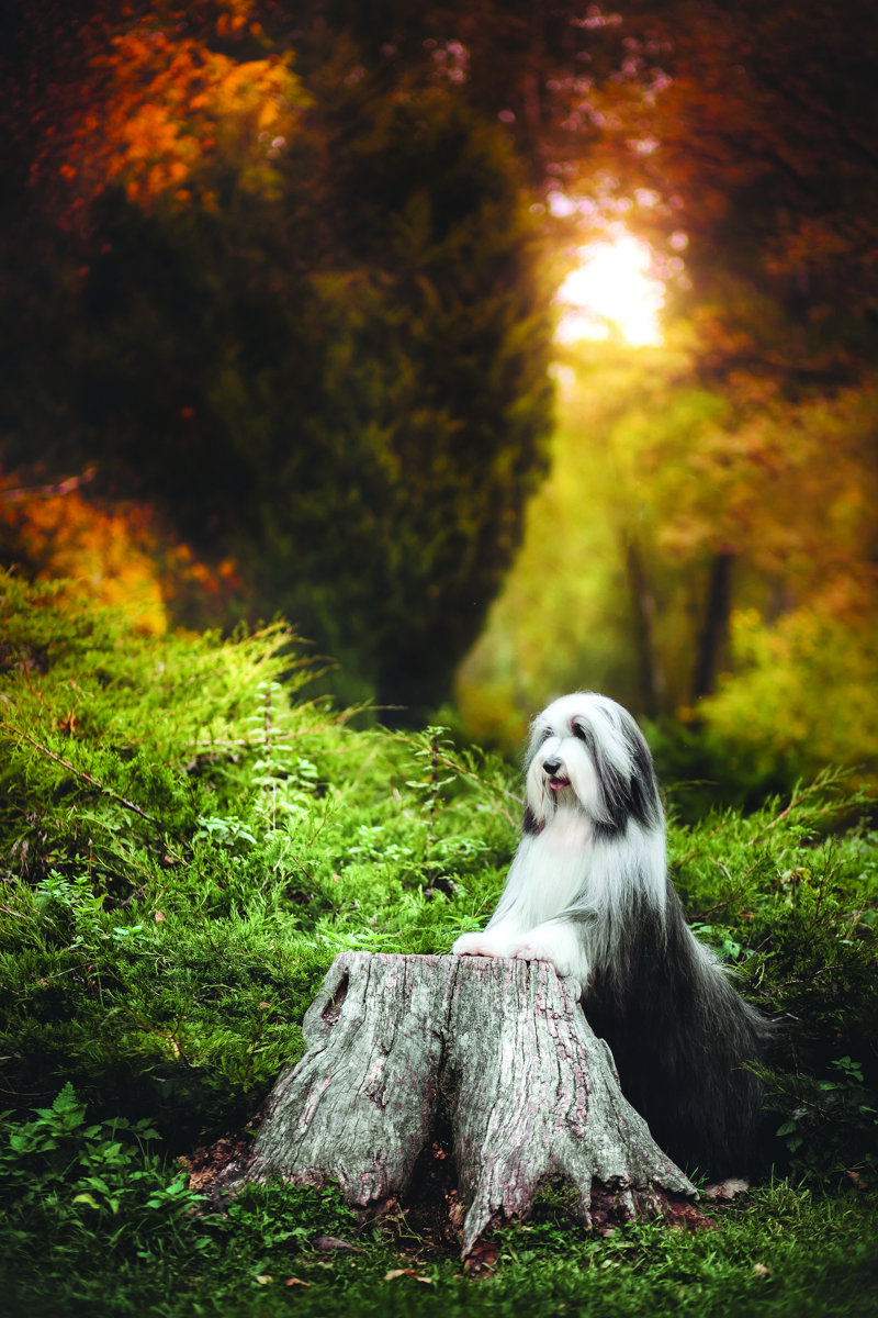 stock-photo-bearded-collie-375151246.By Kate Grishakova Dreamstime