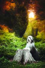 stock-photo-bearded-collie-375151246.By Kate Grishakova Dreamstime