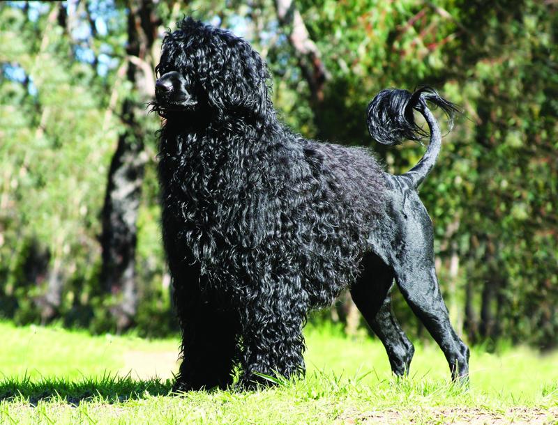 Portuguese Water Dog extended