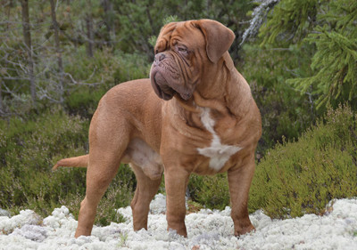 dogue_de_bordeaux