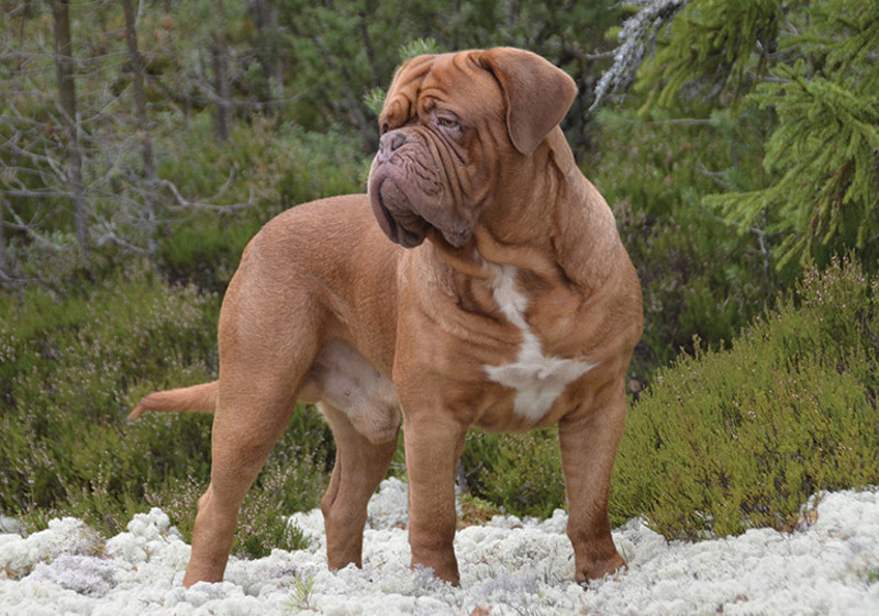 Breed Standard - Dogue de Bordeaux