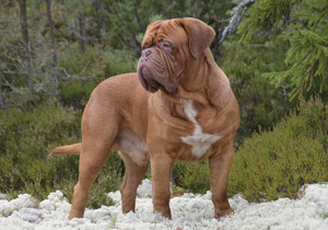 dogue_de_bordeaux