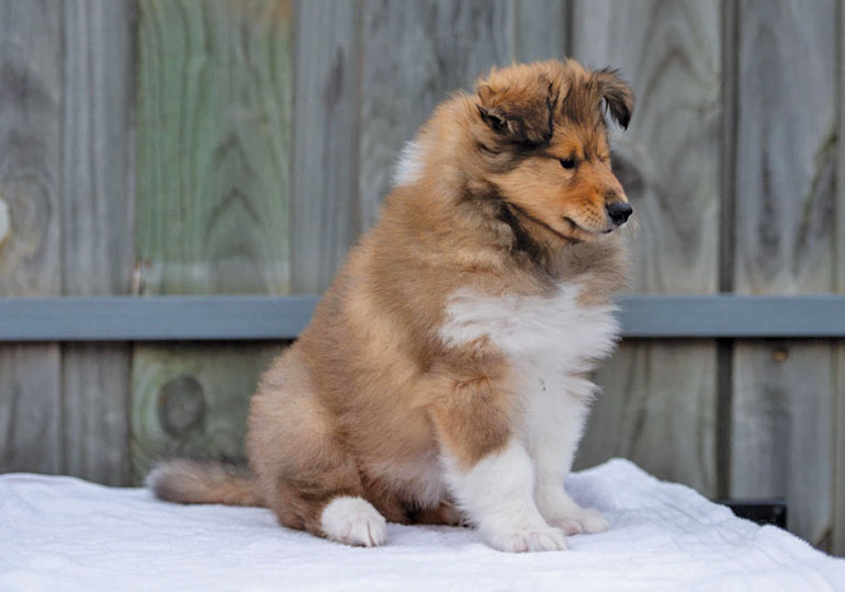 Breeder Gallery Large Image