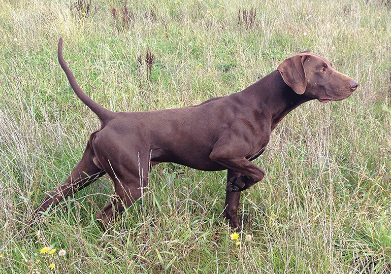 german_shorthaired_pointer