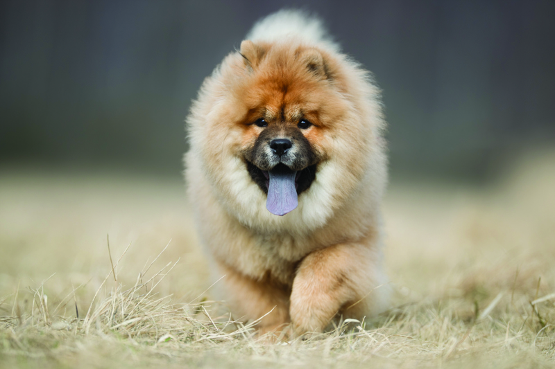 shutterstock_1060882751