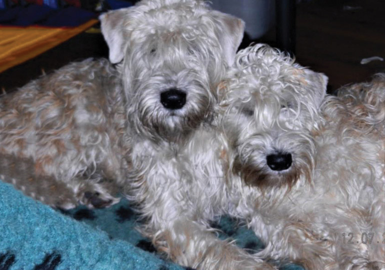 Breeder Gallery Large Image