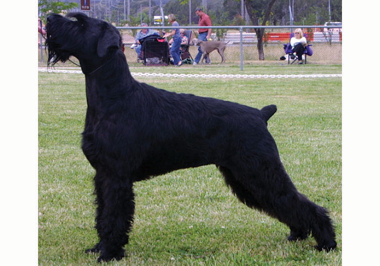 Breeder Gallery Large Image