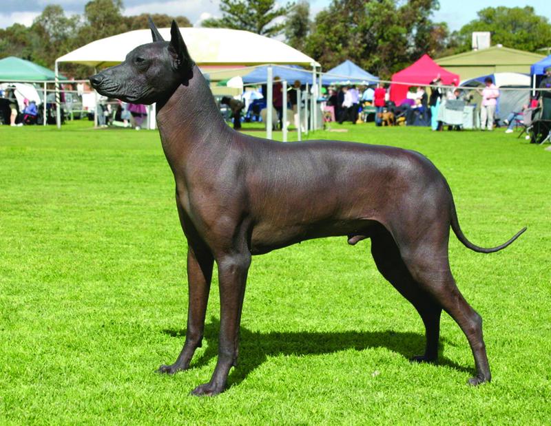 Peruvian Hairless ADVERT 2