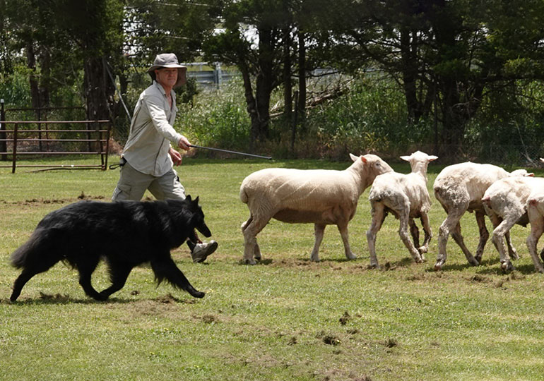 Breeder Gallery Large Image