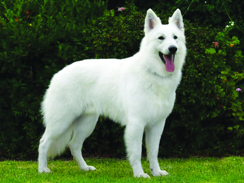 White Swiss Shepherd Dog