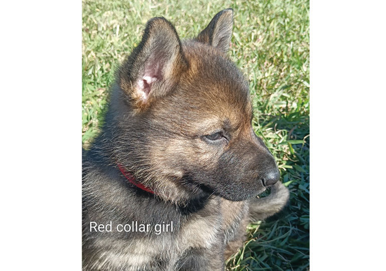 Breeder Gallery Large Image