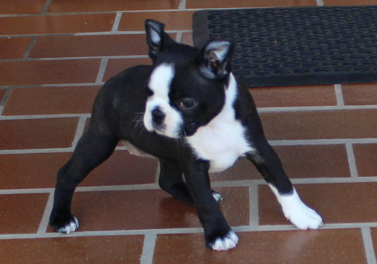 Breeder Gallery Large Image