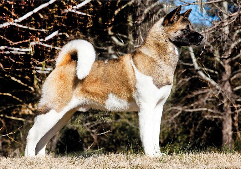 akita