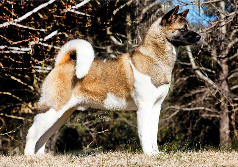 Breed Standard - Akita