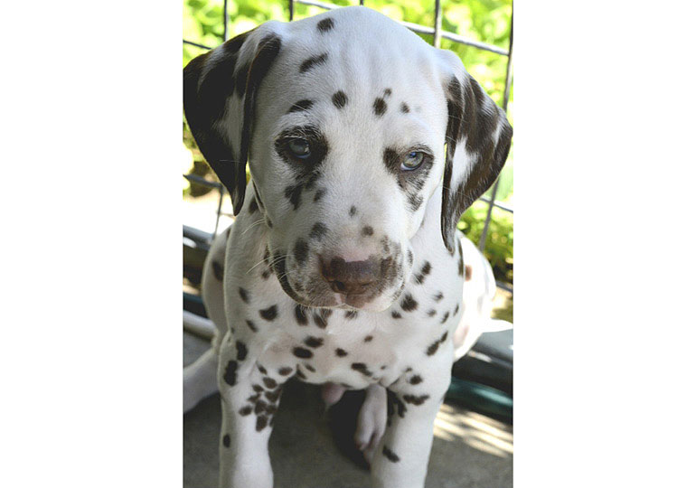 Breeder Gallery Large Image