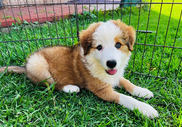 Breeder Gallery Large Image
