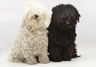 puli