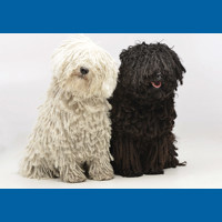puli