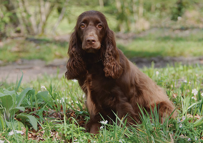 field_spaniel