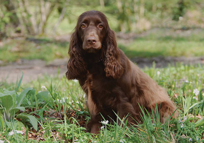 field_spaniel