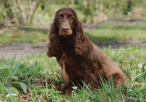 field_spaniel