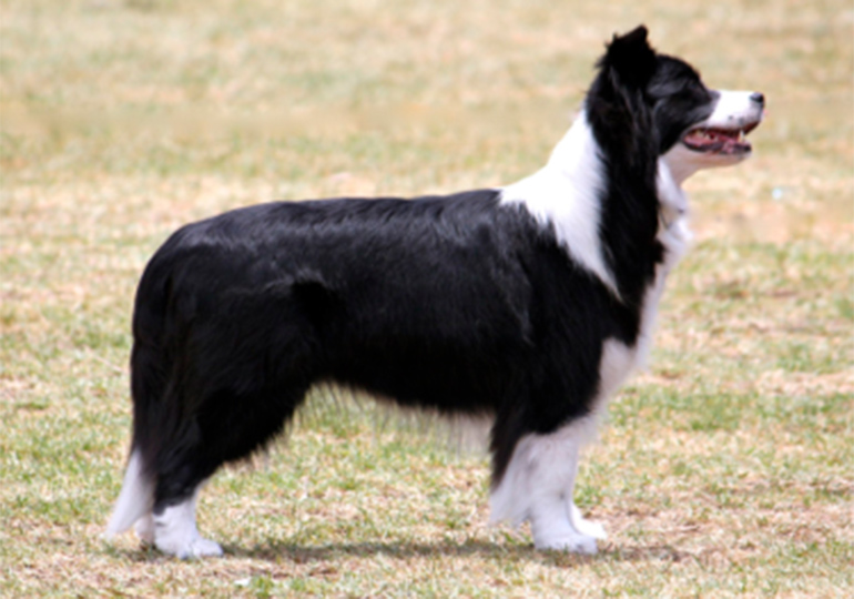 Breeder - Ms L Somers