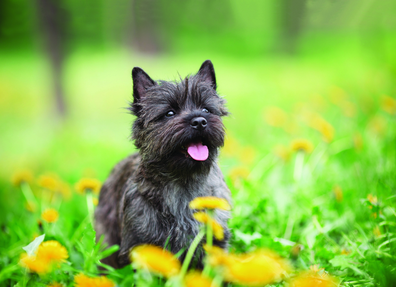 shutterstock_476797159