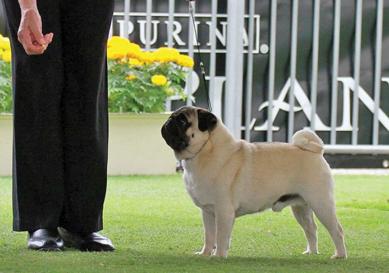 Breeder Gallery Large Image