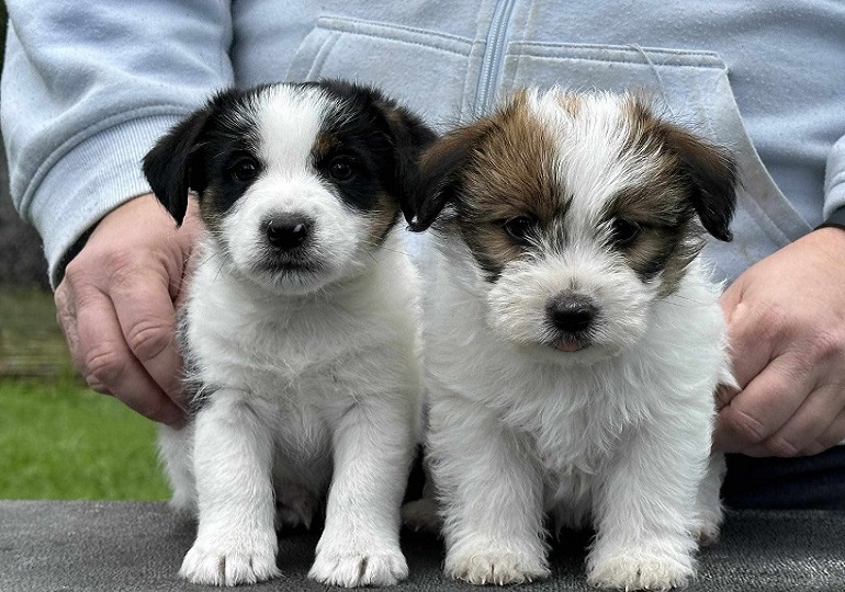 Breeder - Ms Samantha King