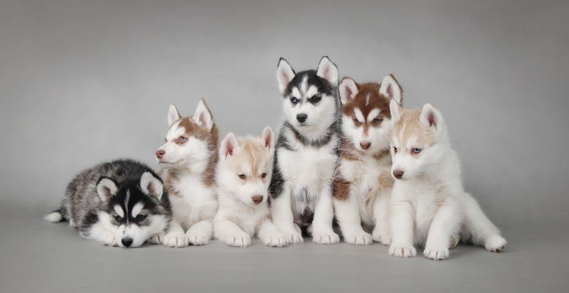 ID 4732562 Siberian Husky Waldemar Dabrowski Dreamstime.com