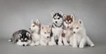 ID 4732562 Siberian Husky Waldemar Dabrowski Dreamstime.com