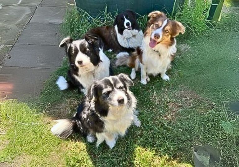 Breeder - Ms Jennifer Skinner