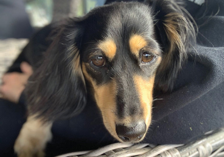 Breeder - Miss Amelia Withers