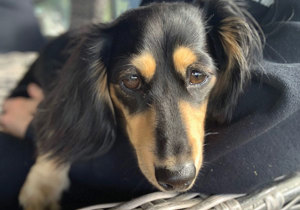Breeder - Miss Amelia Withers