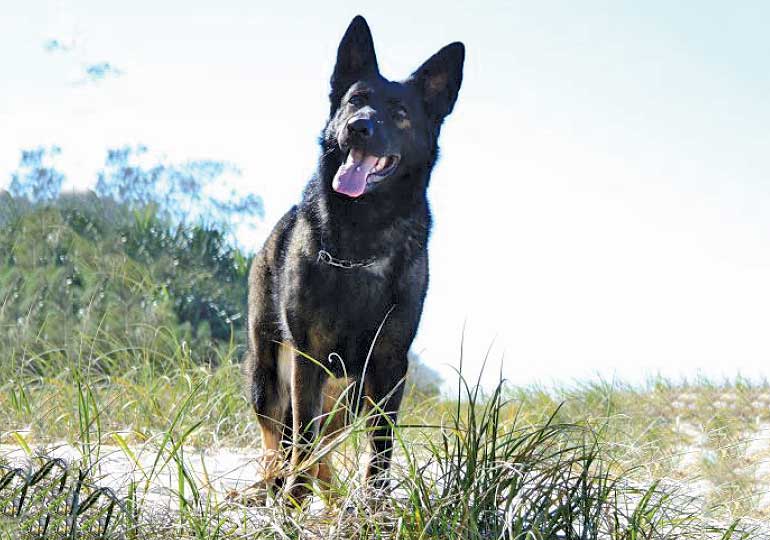 Breeder Gallery Large Image