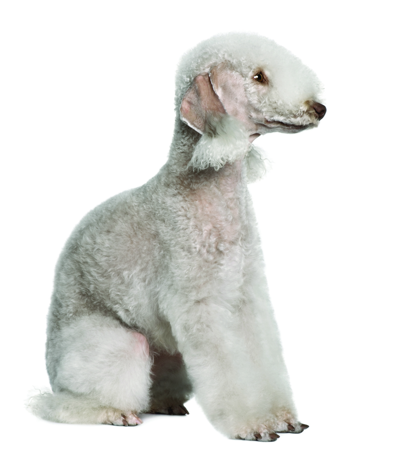 shutterstock_46221973