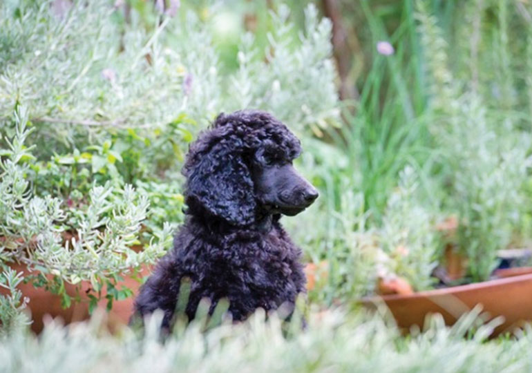 Breeder Gallery Large Image