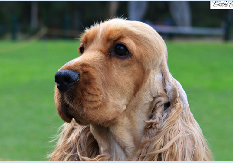 Breeder - Mrs Megan Markotany