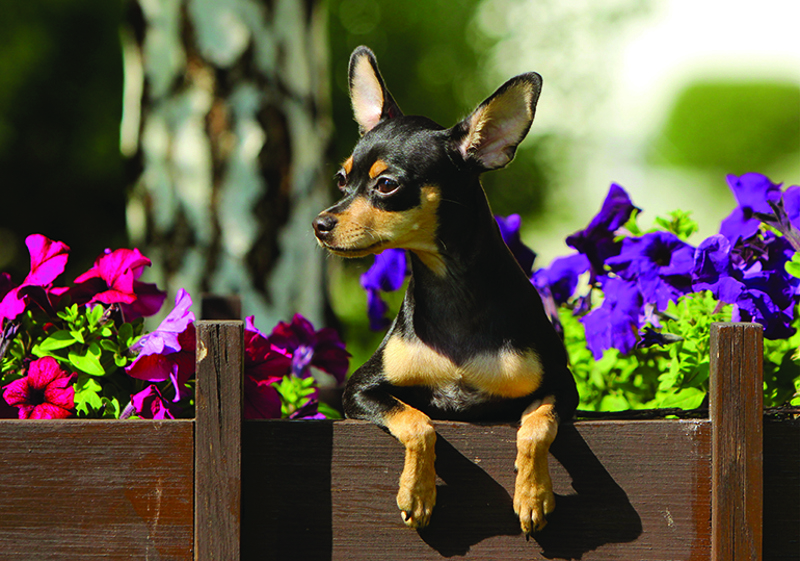 Breed Standard - Russian Toy (Smooth Haired)