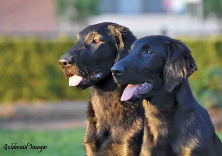 Breeder Gallery Large Image