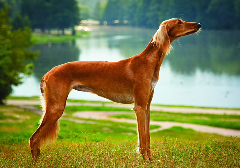saluki