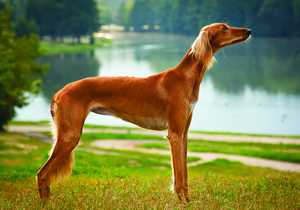 saluki