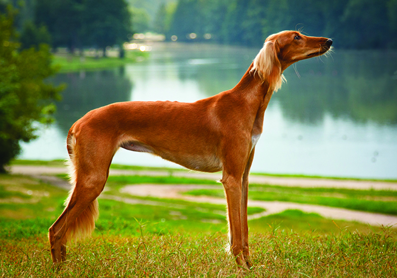 Breed Standard - Saluki
