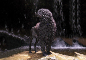 Breeder - Miss Margo Turnbul