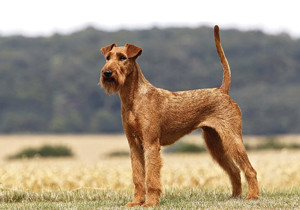 irish_terrier