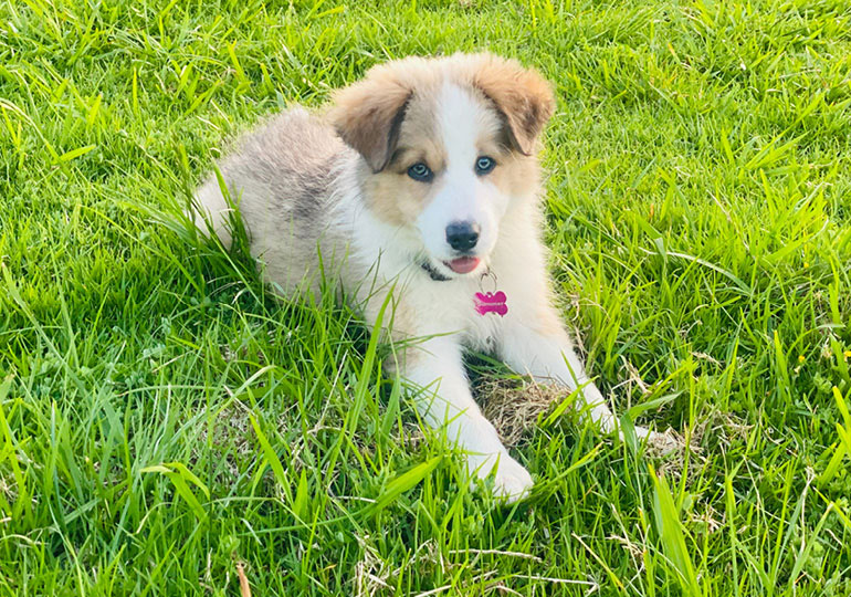 Breeder Gallery Large Image