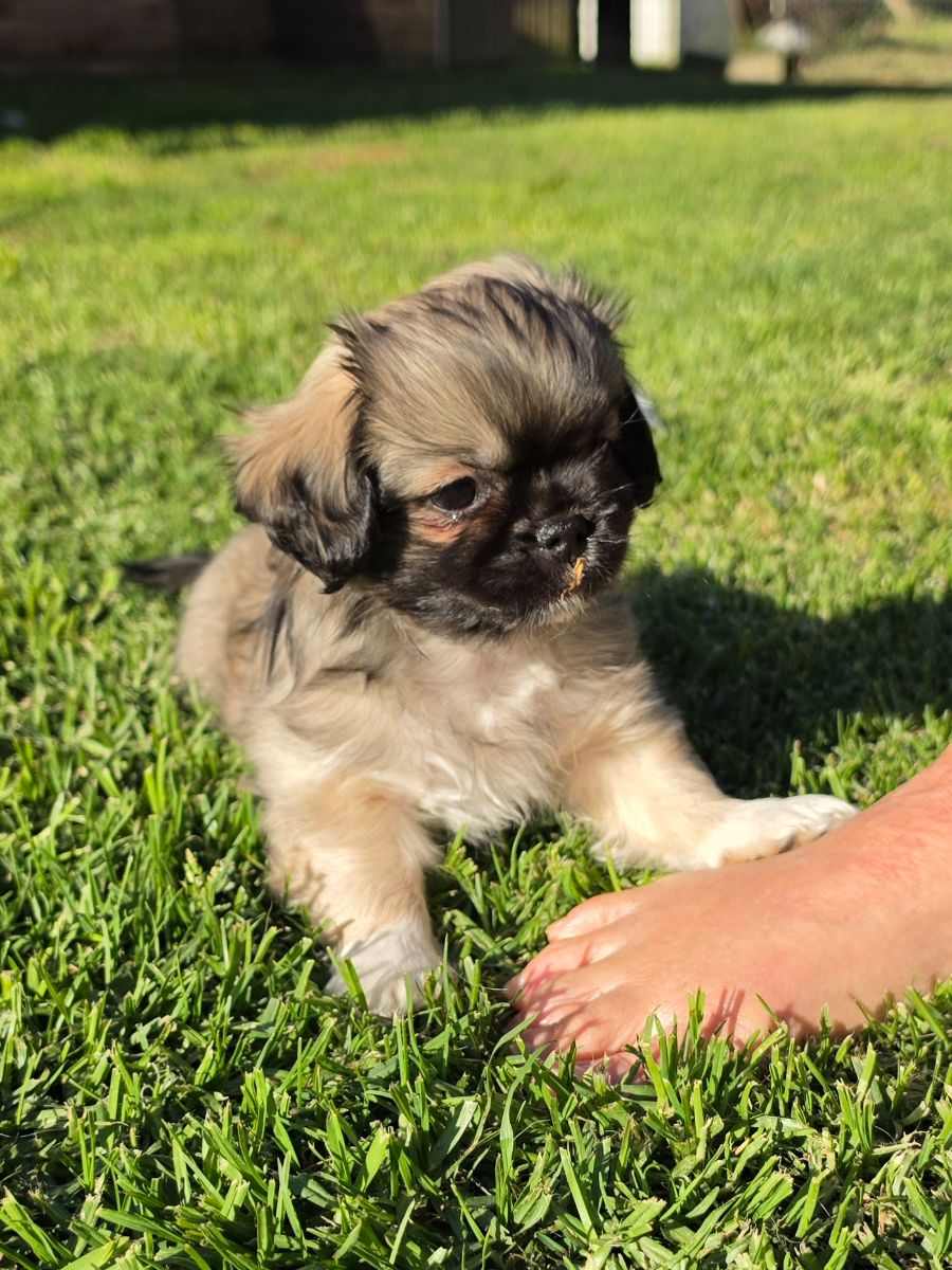 Breeder Gallery Large Image