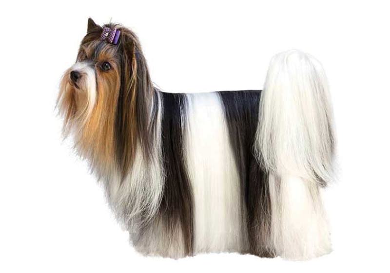 Breed Standard - Biewer Terrier
