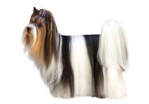 biewer_terrier